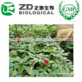 GMP Manufacturer Ginseng Powder in Herbal Extract for Health Supplement